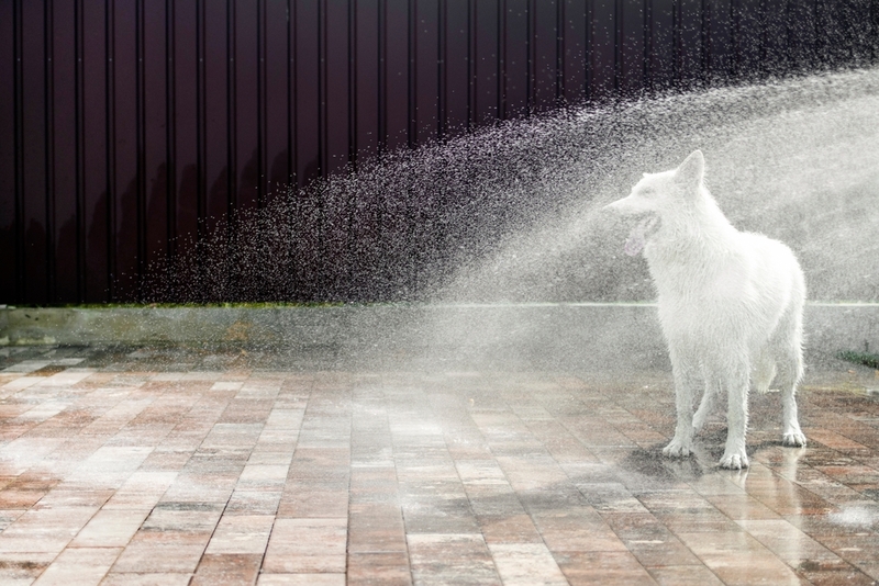 Какова история породы белая немецкая овчарка?