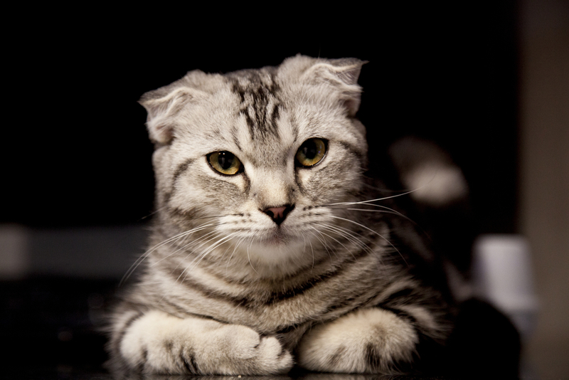 Болезнь шотландской вислоухой кошки может проявляться по-разному