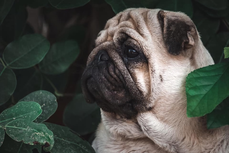 Как можно назвать собаку-мальчика породы мопс?