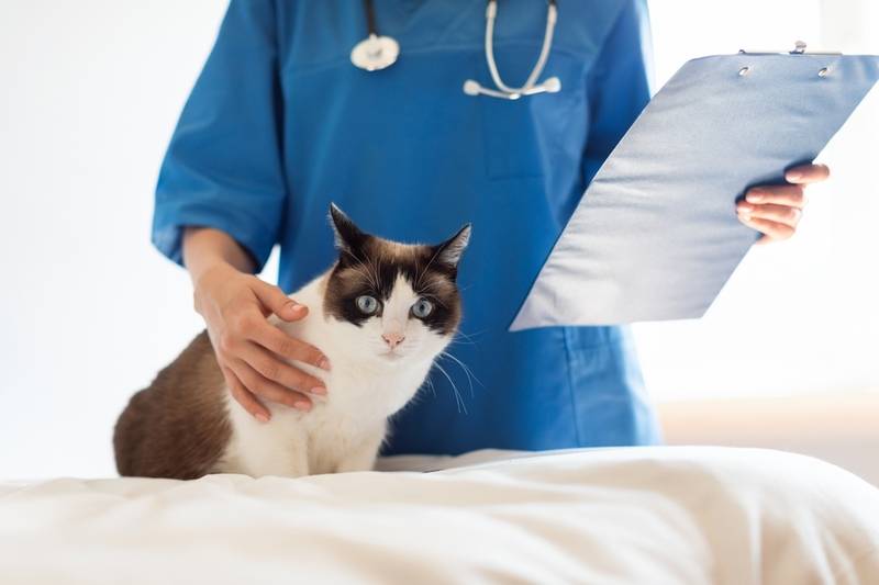 6 антигельминтных средств для лечения лямблиоза у собак и кошек.