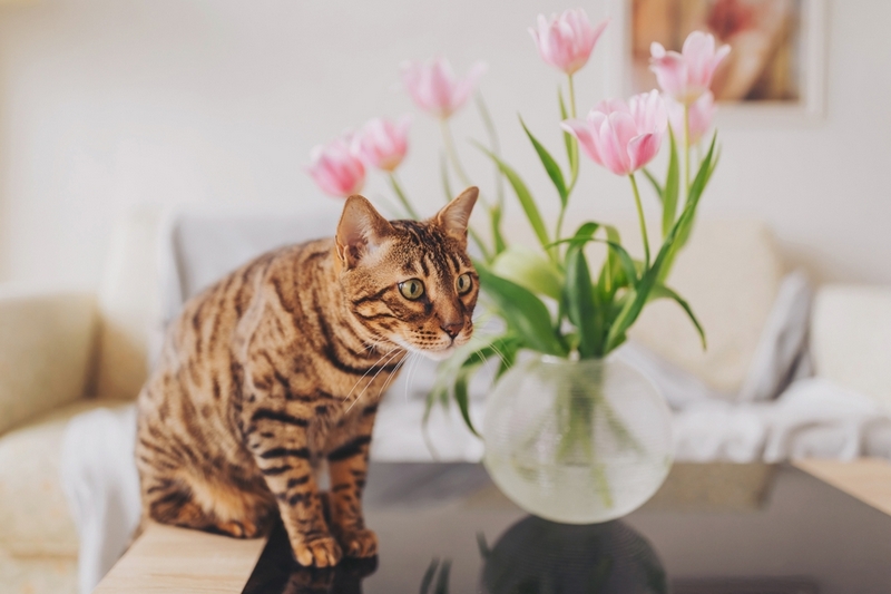 Во время течки бенгальской кошке нужен уход