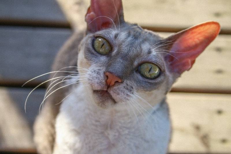 Породы кошек с большими ушами: открытые секреты выбора