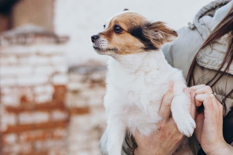 Течка у чихуахуа характеризируется определенными симптомами