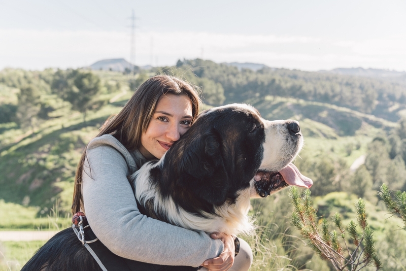Сенбернар, за которым правильно ухаживают, проживет дольше