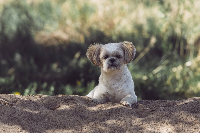 Стрессы могут провоцировать появление болезней у ши-тцу