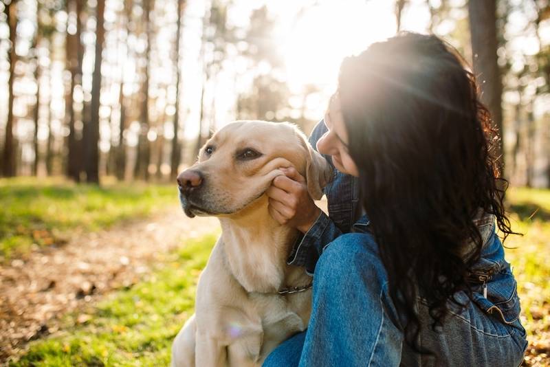 Собака чихает и фыркает: причины почему, что делать и чем лечить