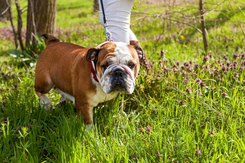 Уход влияет на срок жизни английского бульдога