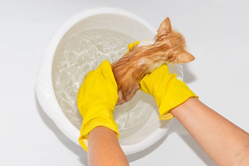 Когда можно купать котенка первый раз: со скольки месяцев и как мыть  правильно?