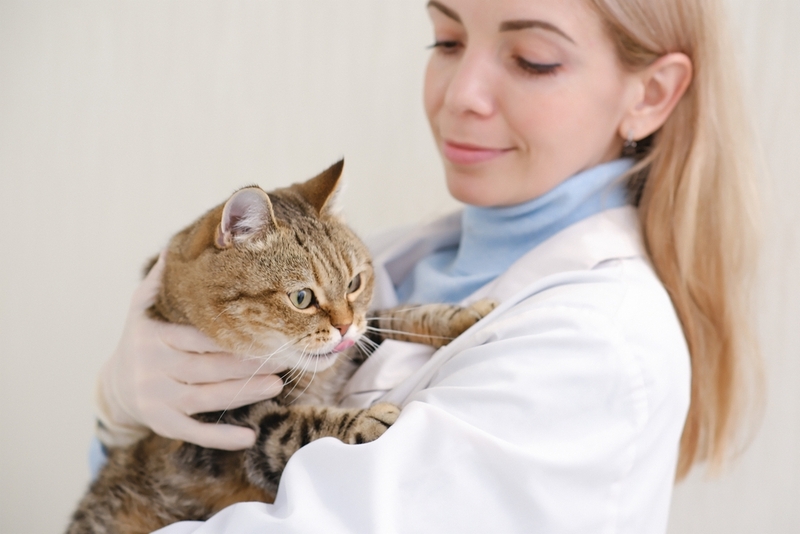 Как диагностировать кератит у кошки?