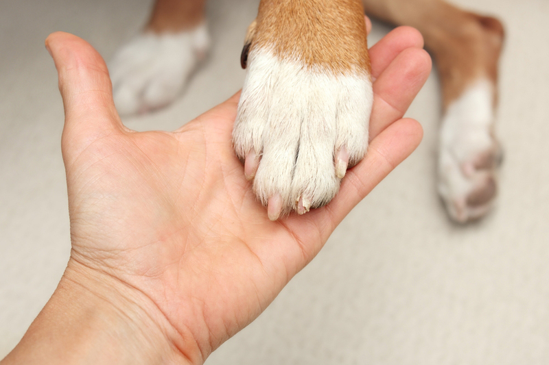 Если у собаки болят лапы, требуется лечение и уход