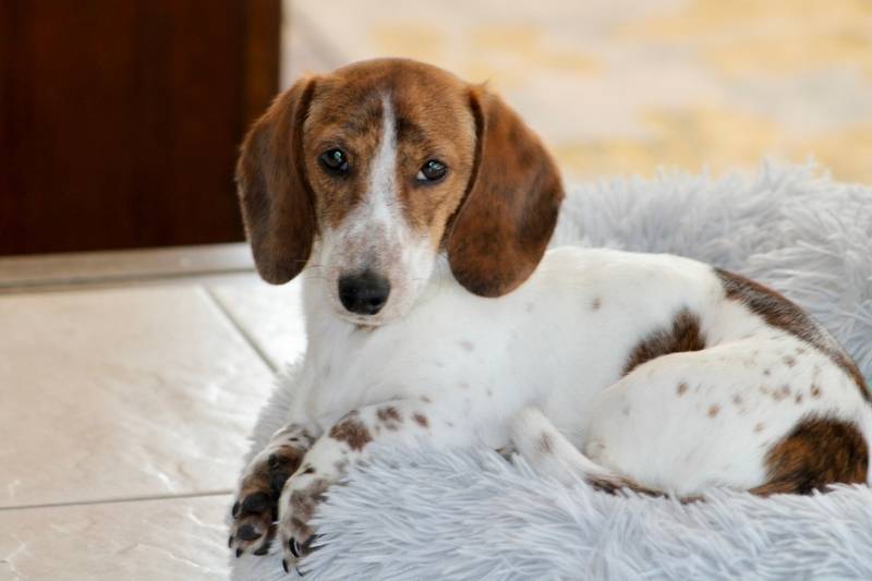 Отит у собак: симптомы и лечение в домашних условиях