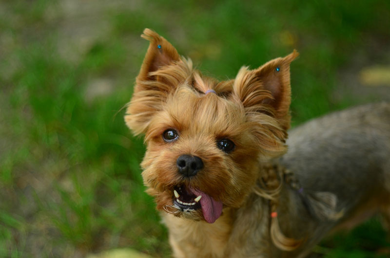 Коллапс трахеи чаще встречается у карликовых собак