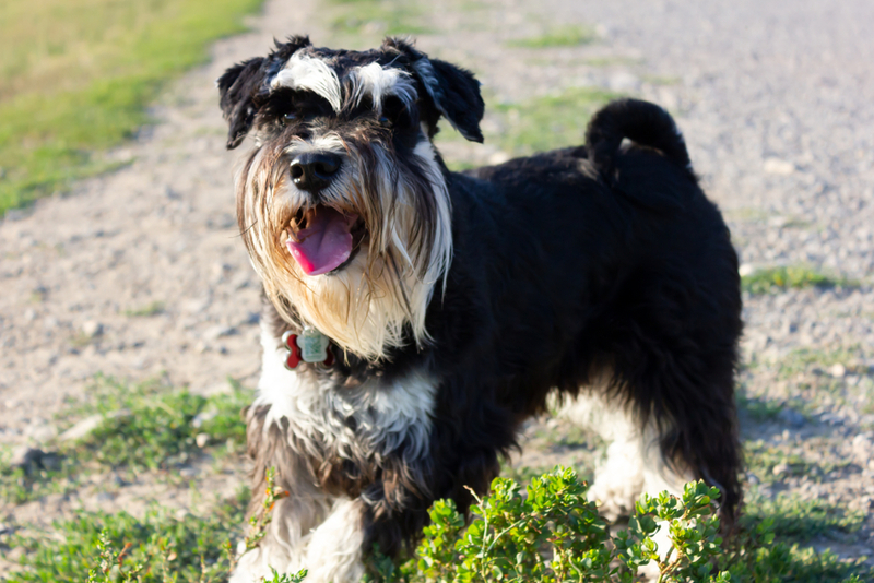 Симптомом болезни цвергшнауцера может быть хрип