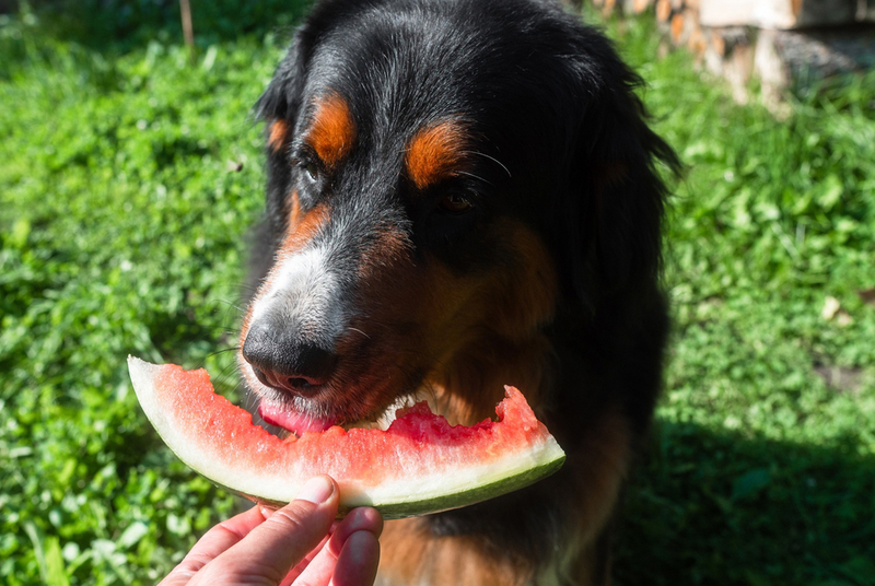 Можно ли собаке такой фрукт, как арбуз?