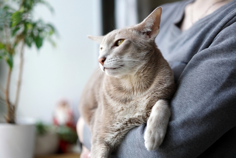 У ориентальных кошек может быть такая болезнь, как косоглазие