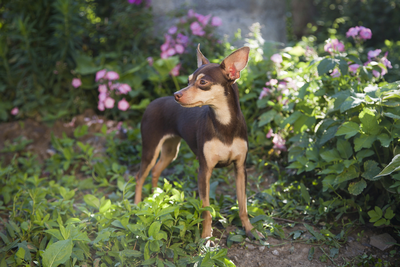 Пражские крысарики живут меньше людей