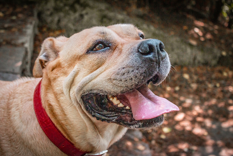 Ка-де-бо – молосс