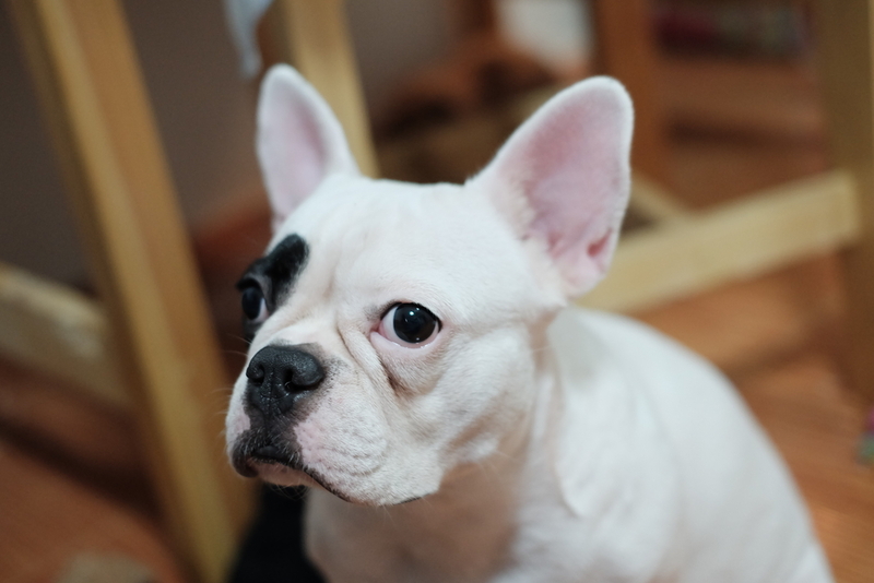 Французский бульдог