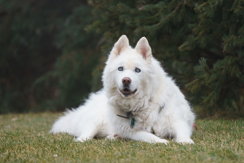 Владельцу важно следить за тем, сколько весит аляскинский маламут