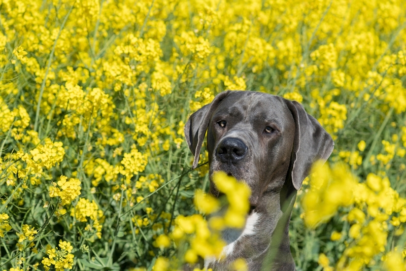 То, сколько живут немецкие доги, зависит от ряда факторов