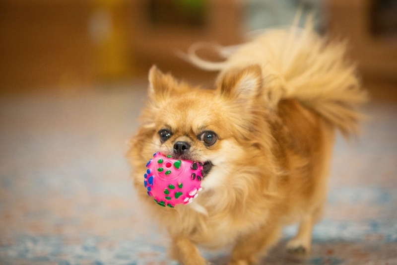 Для содержания чихуахуа необходимы игрушки