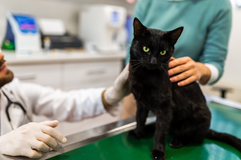 Для диагностики анкилостомоза кошке назначат анализы