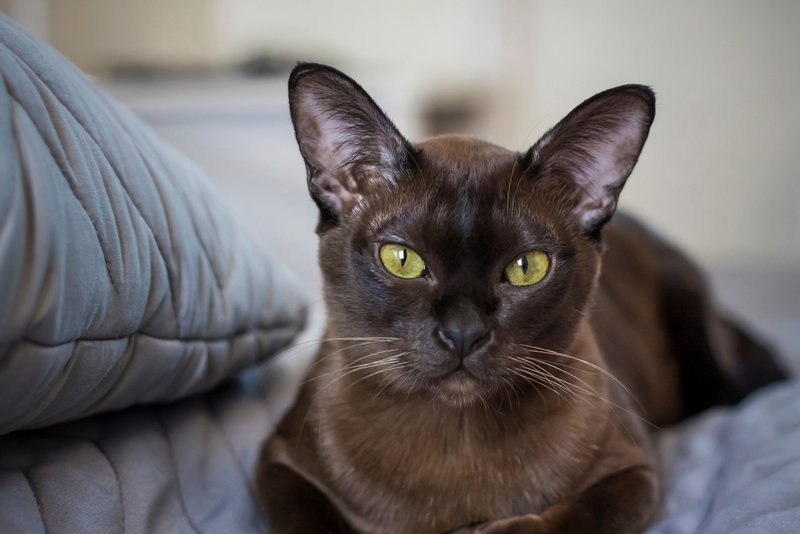 Болезнь бурманской кошки может быть хронической