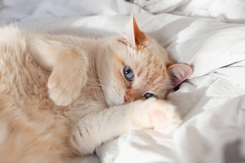 Кошка хромает на заднюю лапу - причины патологии | Лапа помощи | Дзен