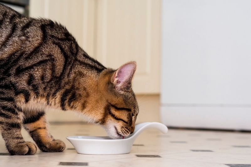 Содержание клетчатки в корме кошки зависит от ее состояния здоровья