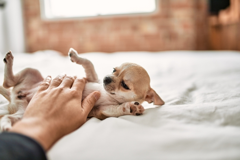 Чихуахуа типа дир