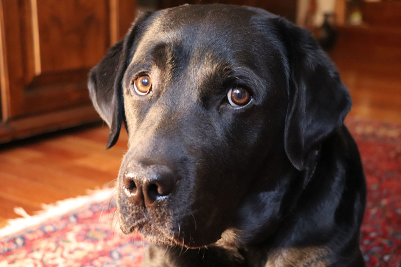 черный лабрадор чувствует себя виноватым