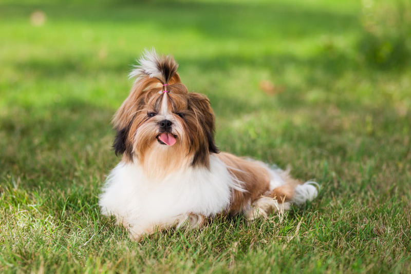 Перекорм влияет на то, сколько весит ши-тцу