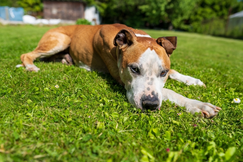 Важно знать, сколько живет американский стаффордширский терьер в норме
