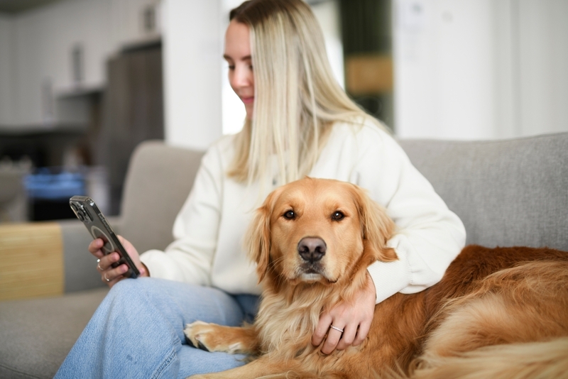 Важно знать, сколько весит золотистый ретривер в норме