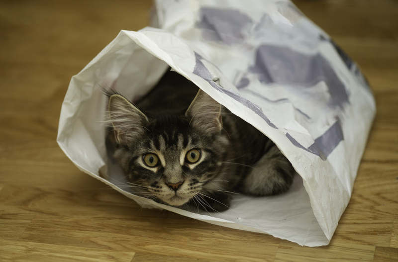 Как проверить IQ кошки?