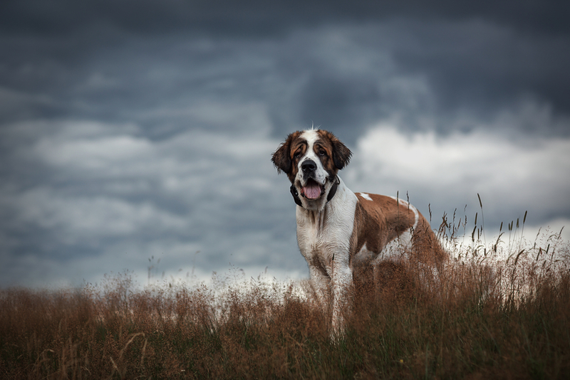 Срок жизни московской сторожевой не зависит от пола