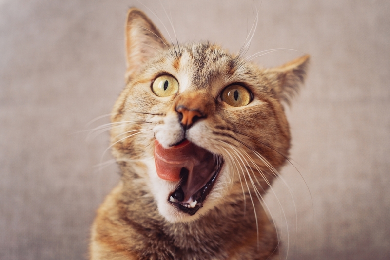 Кошку необходимо кормить сбалансированным рационом