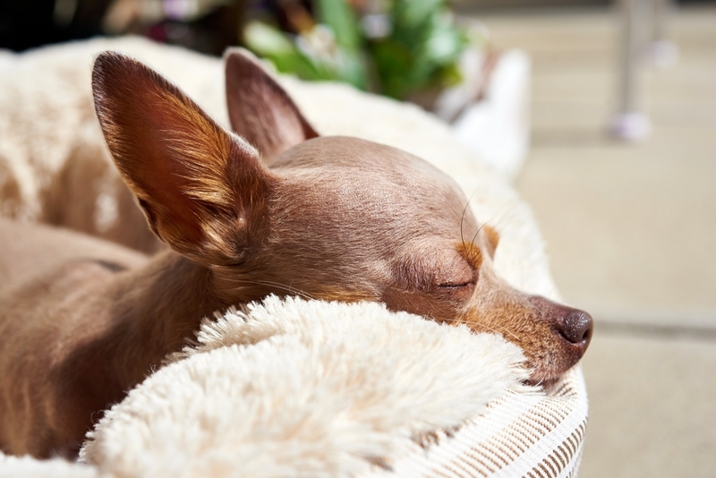 Как назвать девочку породы той-терьер?