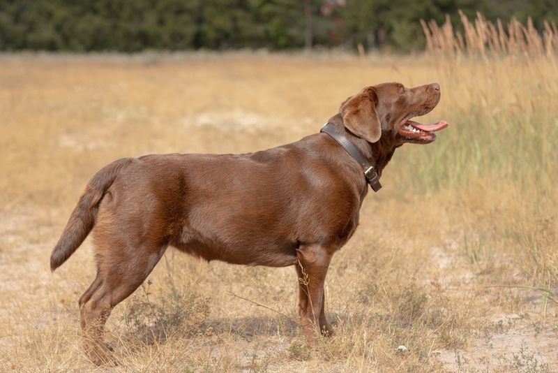 Коричневый лабрадор стоит боком