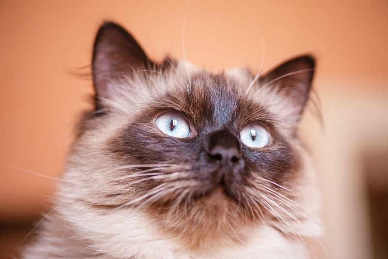 Невская маскарадная – русская кошка