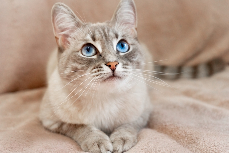 У тайских кошек диагностируют болезни глаз