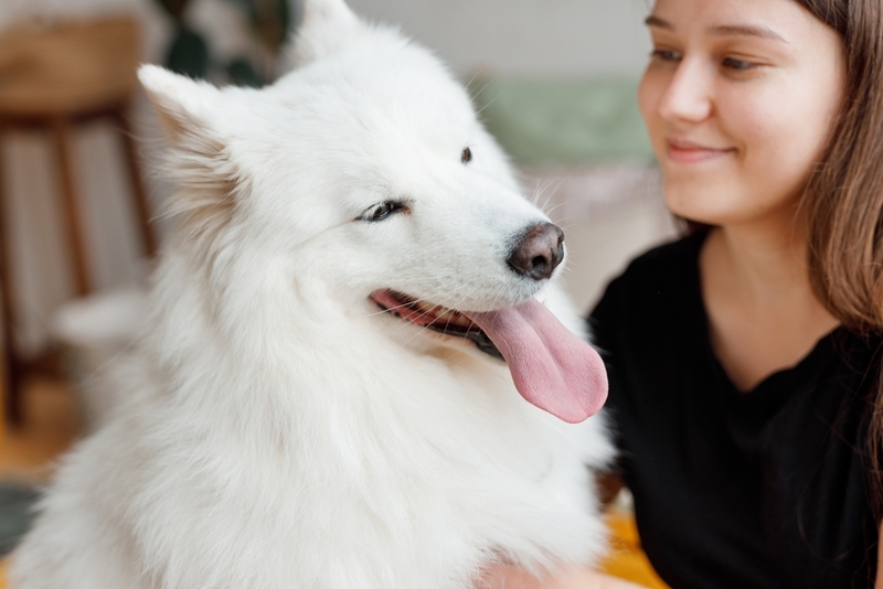 Можно ли заразиться от собаки токсоплазмозом?