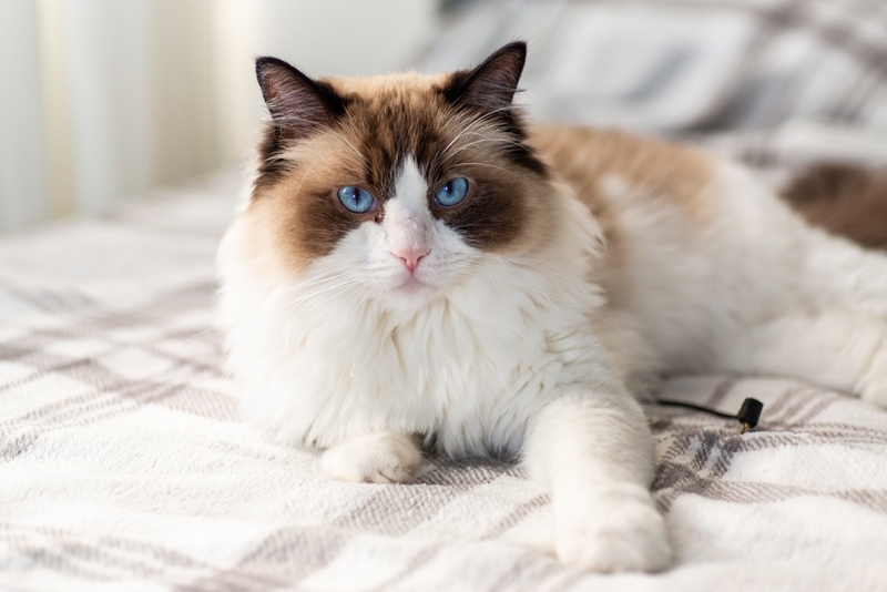 Стресс может влиять на то, сколько весит рэгдолл