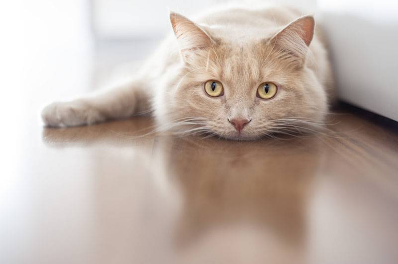 Энтерит у кошек: симптомы, лечение, виды