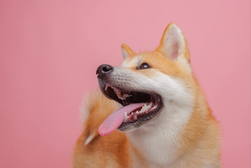 Перед вязкой акита-ину проводят дегельминтизацию