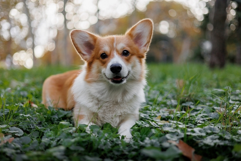 Течка у корги может проходить с осложнениями
