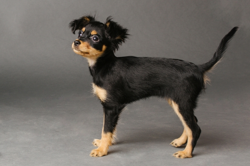 Сколько весит русский той-терьер?