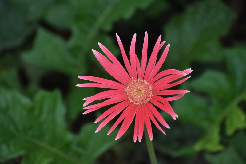 Гербера – цветок, являющийся безопасным для кошки