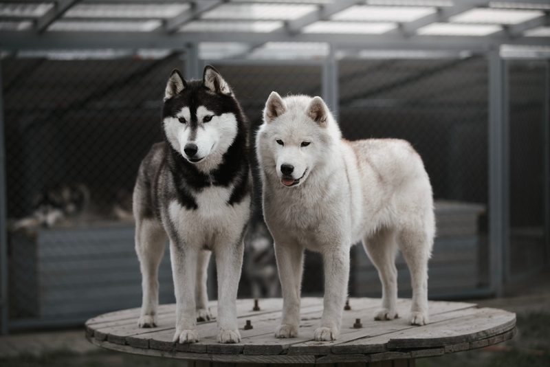 Кому подойдут белые хаски?