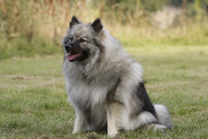 Кеесхонд – серая собака